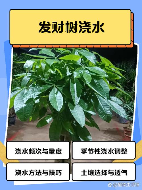 發財樹幾多日淋一次水