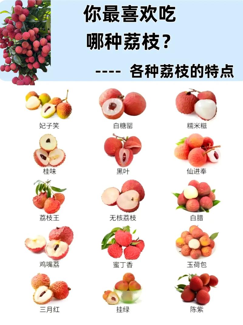 嬰兒可以吃荔枝嗎