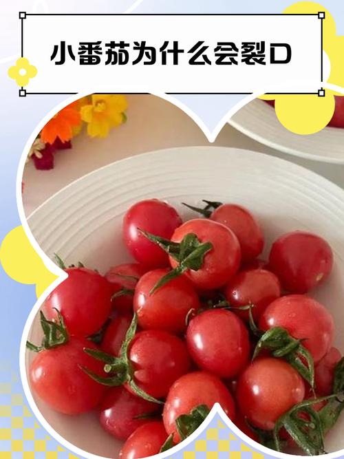 小番茄裂開還可以吃嗎從食安到保存的完整指南 1 小番茄裂開還可以吃嗎
