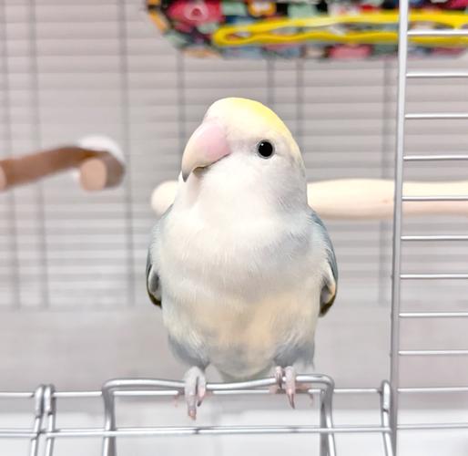 鸚鵡需要燈嗎:解析光照對鸚鵡健康與福祉的關鍵影響 1 鸚鵡需要燈嗎