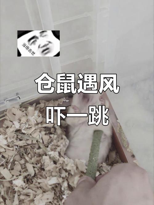 倉鼠吹冷氣會死嗎