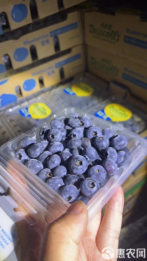 智利藍莓好吃嗎