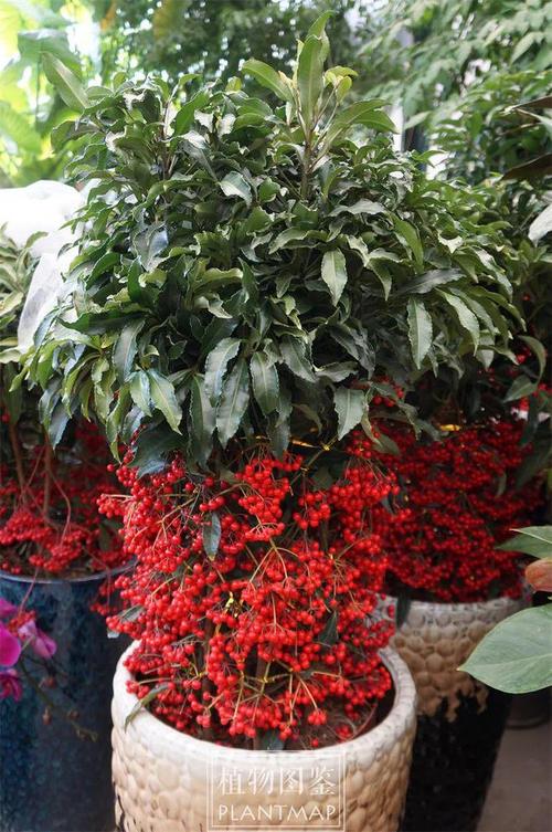 硃砂根可以吃嗎