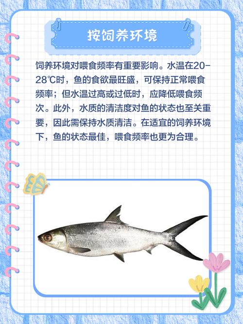魚一天要喂幾次:掌握餵食頻率,打造健康水族箱! 3 魚一天要喂幾次