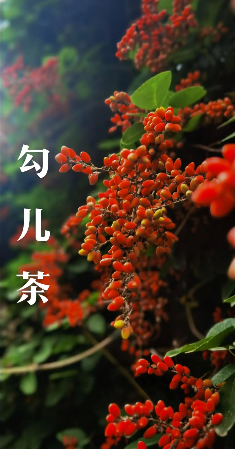 高山茶有兒茶素嗎:深入解析其兒茶素含量、功效與沖泡之道 1 高山茶有兒茶素嗎