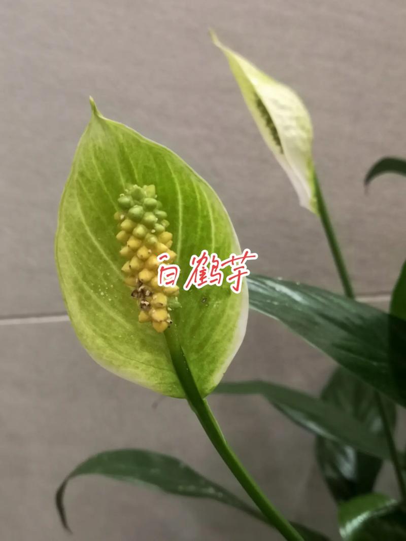 白鶴芋怎麼照顧:完美照護指南,讓您的白鶴芋常保翠綠生機 1 白鶴芋怎麼照顧