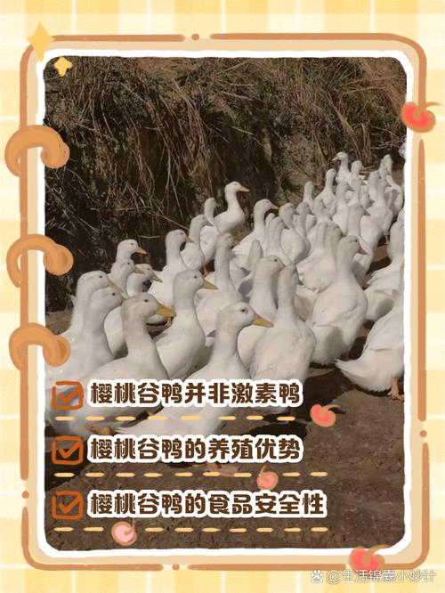 櫻桃鴨為什麼那麼貴
