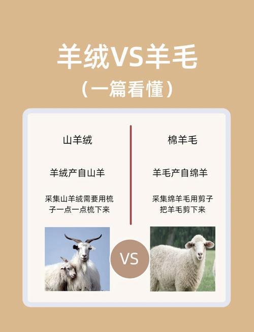 羊絨是羊毛嗎