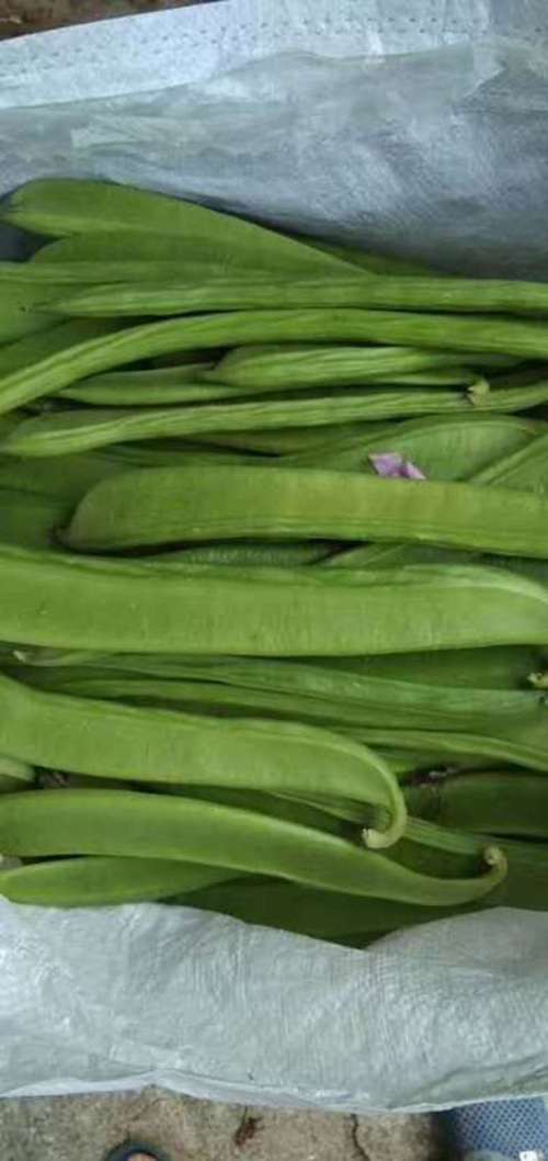 台灣有刀豆嗎?深入探索台灣刀豆的種類、食用方式與注意事項 1 台灣有刀豆嗎