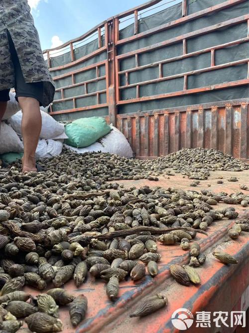 越南有檳榔嗎:深度解析越南檳榔文化、歷史與現況 3 越南有檳榔嗎