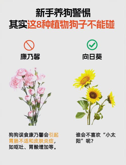 綠油精對狗狗有害嗎