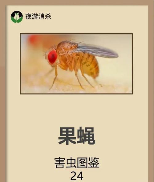 果蠅怎麼消滅