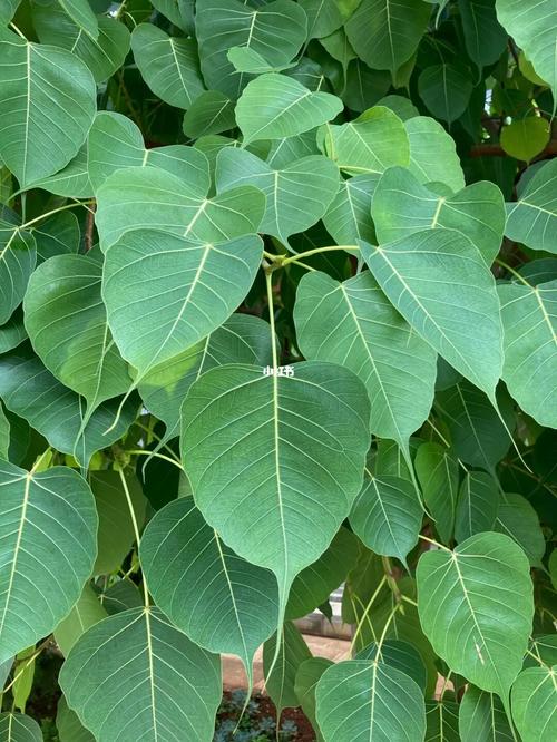 菩提樹葉可以吃嗎