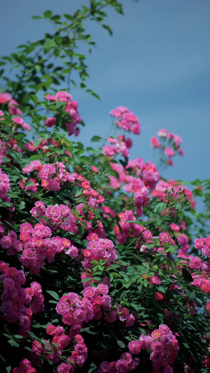 手心的薔薇愛的庇護與情感深度的探索:一首歌、一個象徵、一份真摯 3 手心的薔薇