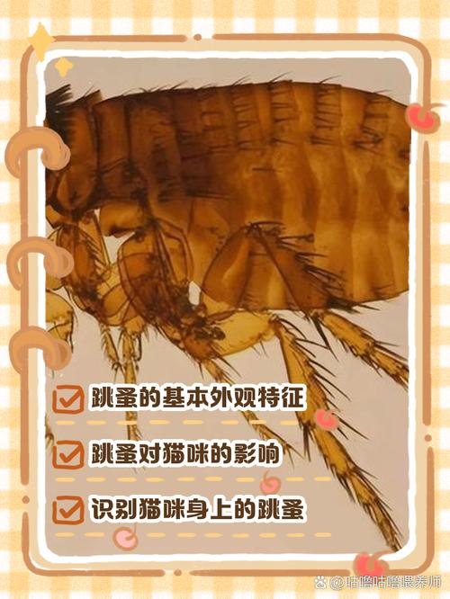 貓咪身上有跳蚤要洗澡嗎?專業解析貓咪跳蚤處理與預防全攻略 3 貓咪身上有跳蚤要洗澡嗎