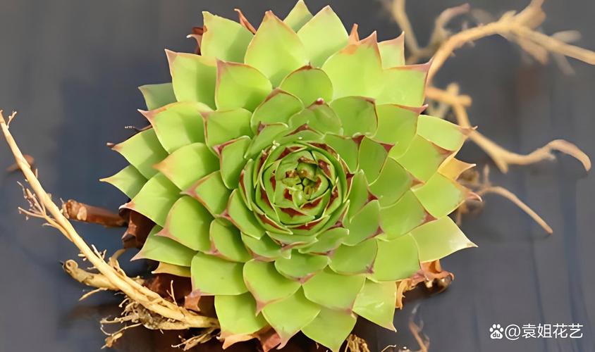 觀音佛祖喜歡什麼花