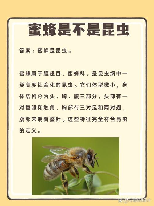 蜜蜂是複眼嗎