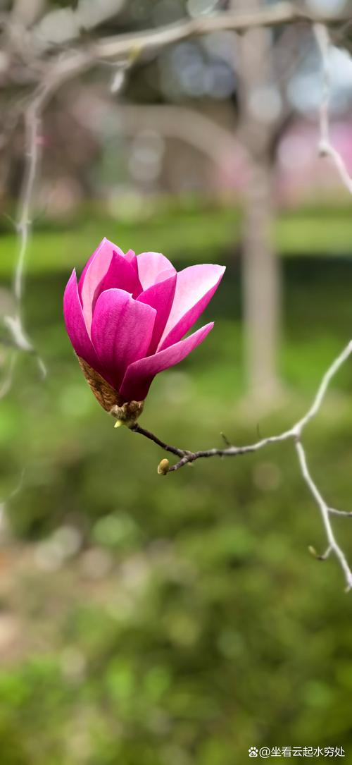 木蘭花又叫什麼花:揭秘玉蘭、辛夷、白蘭的真實身份與辨識之道 1 木蘭花又叫什麼花