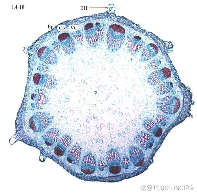 地前有維管束嗎:深入解析地錢植物的構造、功能與演化定位 1 地前有維管束嗎