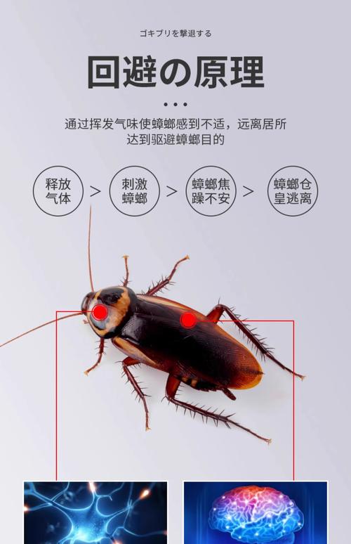 小強怕什麼味道 | 完整指南:有效驅逐蟑螂的氣味與應用 1 小強怕什麼味道