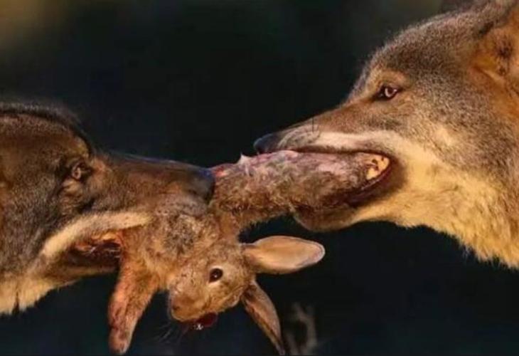 餓狼死了嗎?深度解析《一拳超人》中「英雄狩獵者」餓狼的命運與現狀 1 餓狼死了嗎