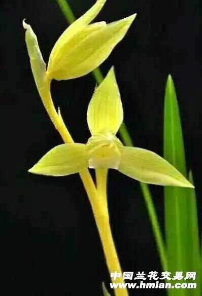 玉皇大帝喜歡什麼花