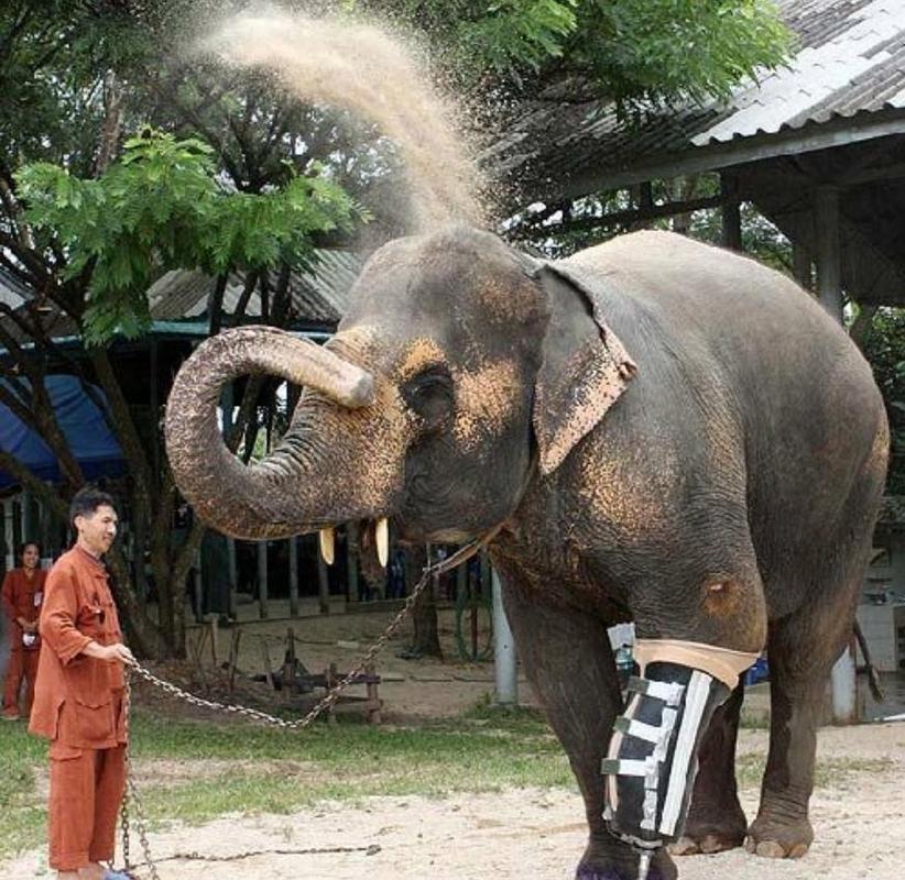 大象為什麼很危險