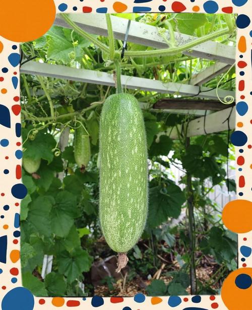 節瓜要冰嗎:最詳細的節瓜保存指南,讓新鮮度持久! 1 節瓜要冰嗎