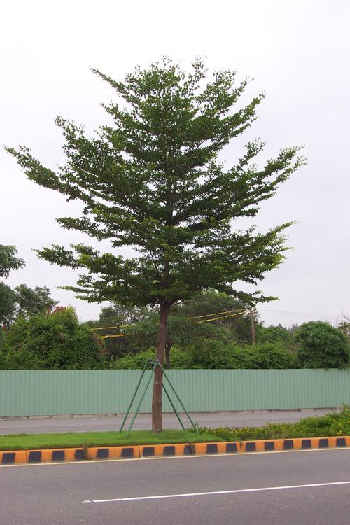 小葉欖仁會開花嗎:揭秘校園常見樹種的開花奧秘與生長特性 3 小葉欖仁會開花嗎