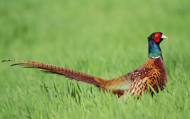 環頸雉有保育嗎