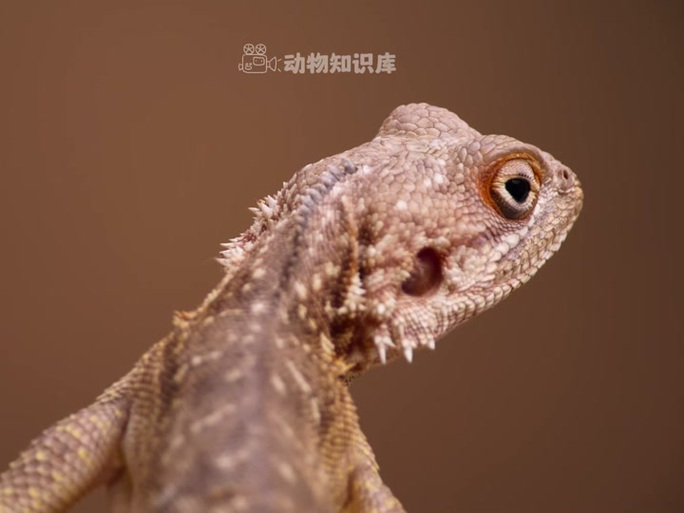 足跡蜥蜴怎麼抓