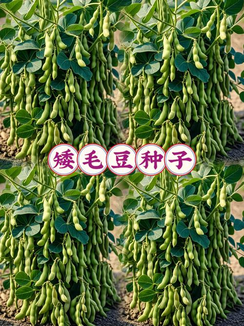 毛豆發芽有毒嗎