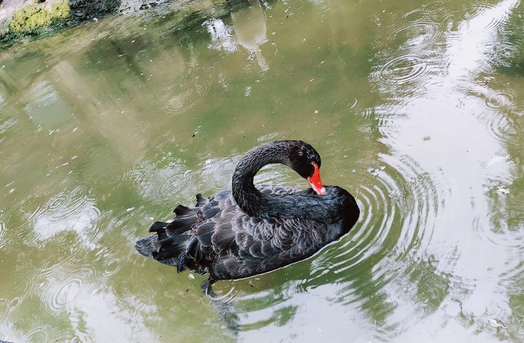什麼是黑天鵝:解讀衝擊世界的極端、難以預測卻影響深遠的事件 1 什麼事黑天鵝