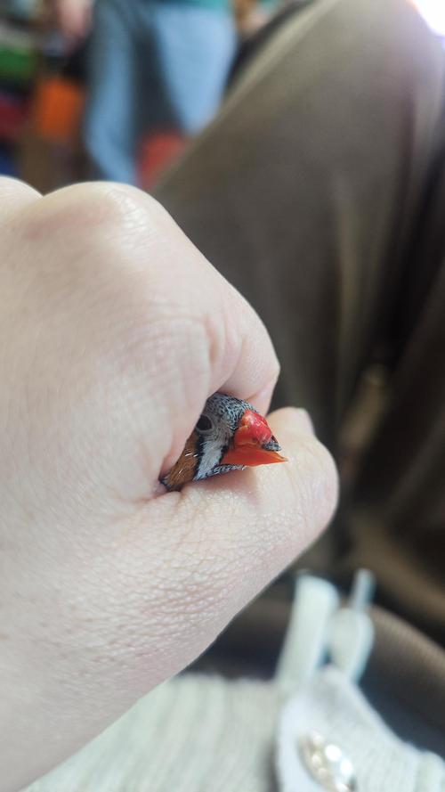 鳥嘴受傷怎麼辦