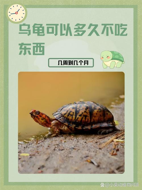 烏龜為什麼都不吃東西