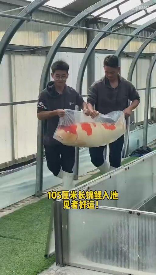 錦鯉可以長多大