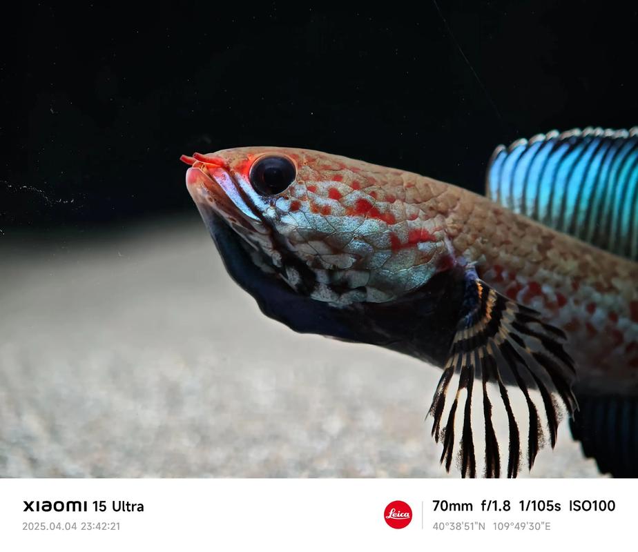 雷龍魚要過濾嗎