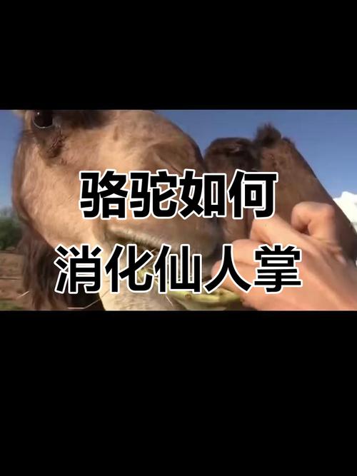 駱駝為何不怕仙人掌:深入解析沙漠之舟的生存奧秘 3 駱駝為何不怕仙人掌