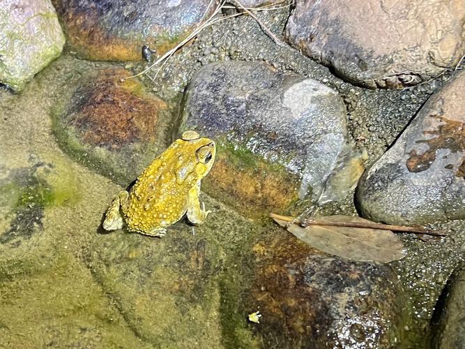 為什麼是三腳蟾蜍