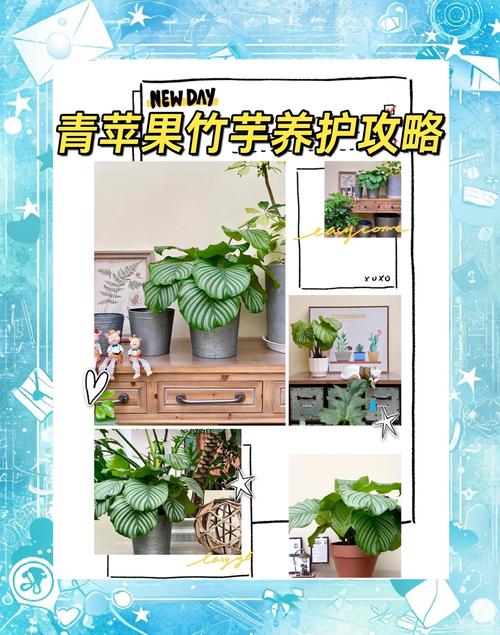 青蘋果竹芋 怎麼養:從新手到綠手指的完整照護指南 1 青蘋果竹芋 怎麼養