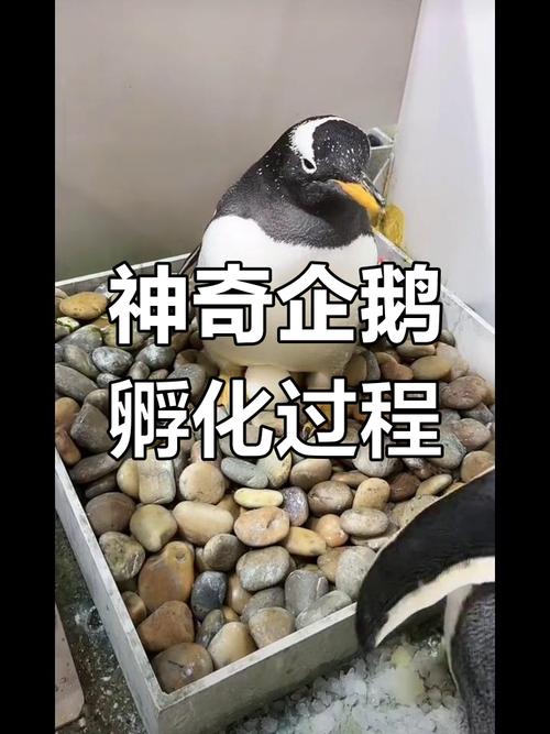 企鵝去世變什麼