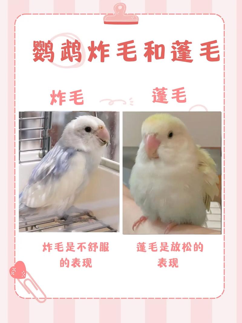 鸚鵡不舒服會叫嗎