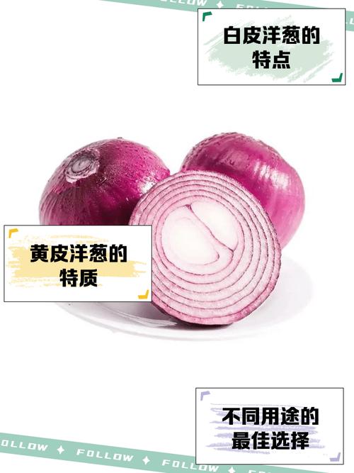 洋蔥是冷的嗎?從中醫與營養學角度深入解析洋蔥的「寒熱屬性」與健康益處 3 洋蔥是冷的嗎