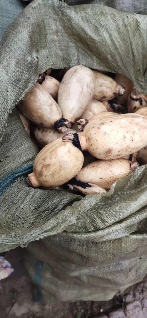 蓮藕多少錢一斤