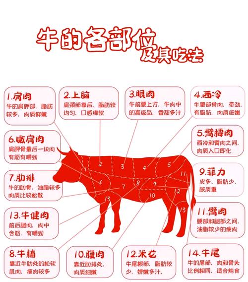 牛的哪個部位最好吃