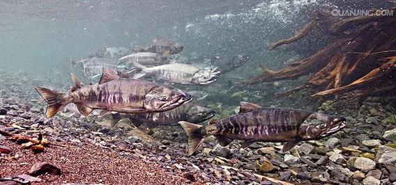 全聯有賣鮭魚嗎