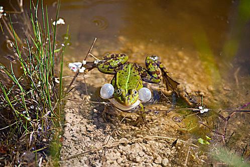 只有雄蛙會叫嗎