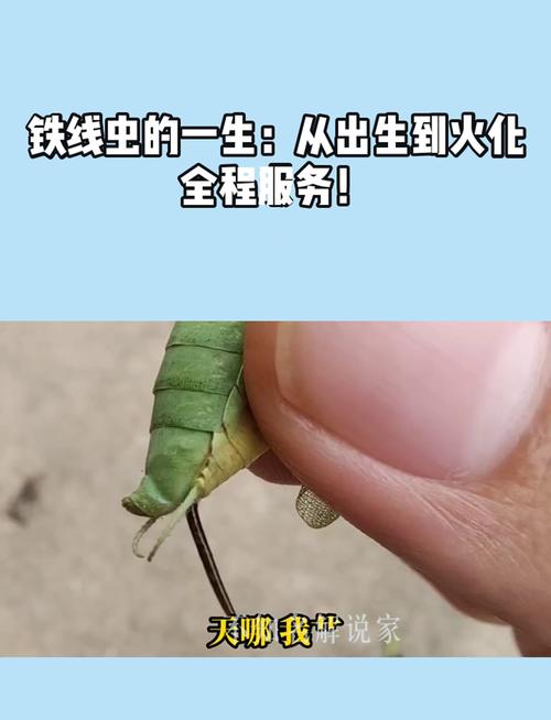 鐵線蟲可以吃嗎深度解析:為什麼您絕對不應該嘗試食用鐵線蟲 1 鐵線蟲可以吃嗎
