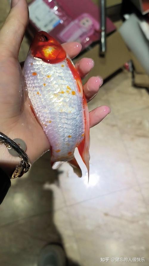 身上有黑點的是什麼魚