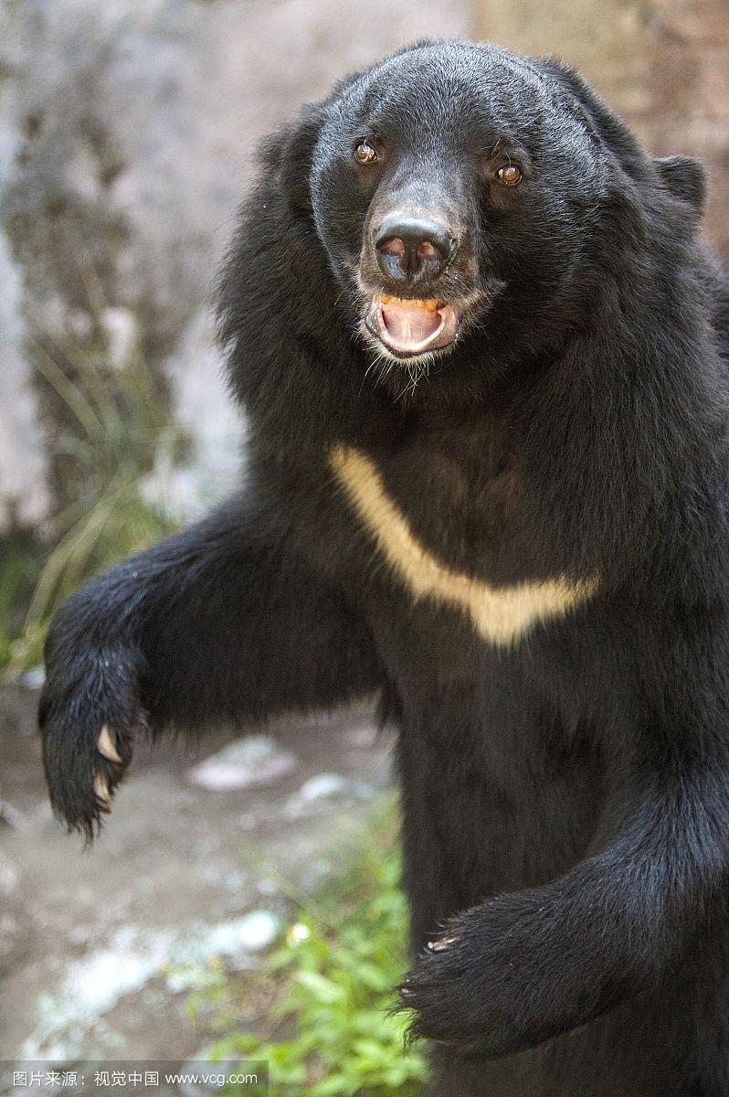 只有台灣黑熊胸口有v嗎